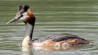 Great Crested Grebe