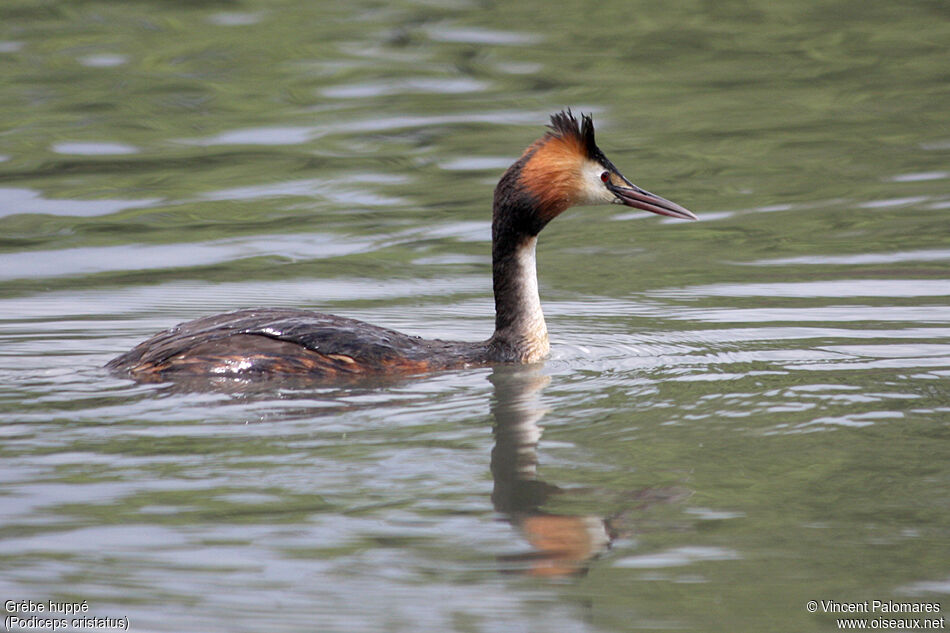 Great Crested Grebe