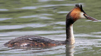 Great Crested Grebe