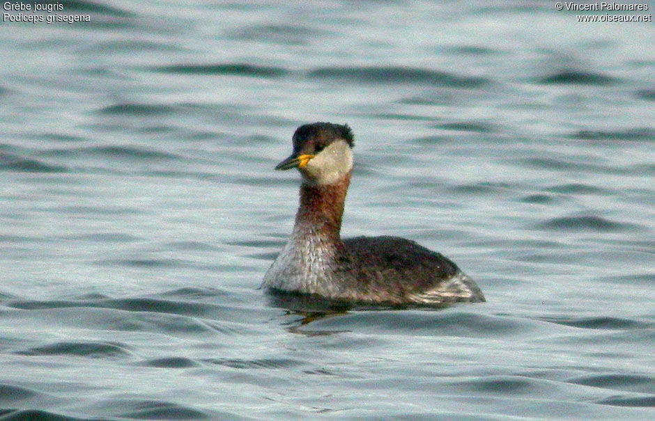 Red-necked Grebe