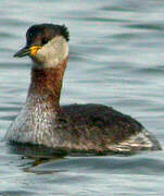 Red-necked Grebe