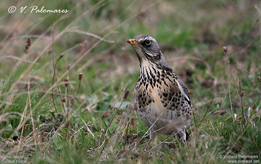 Fieldfare