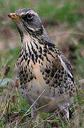 Fieldfare