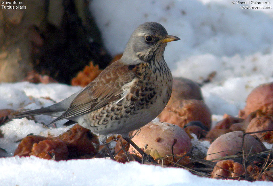 Fieldfare