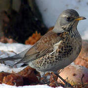 Fieldfare