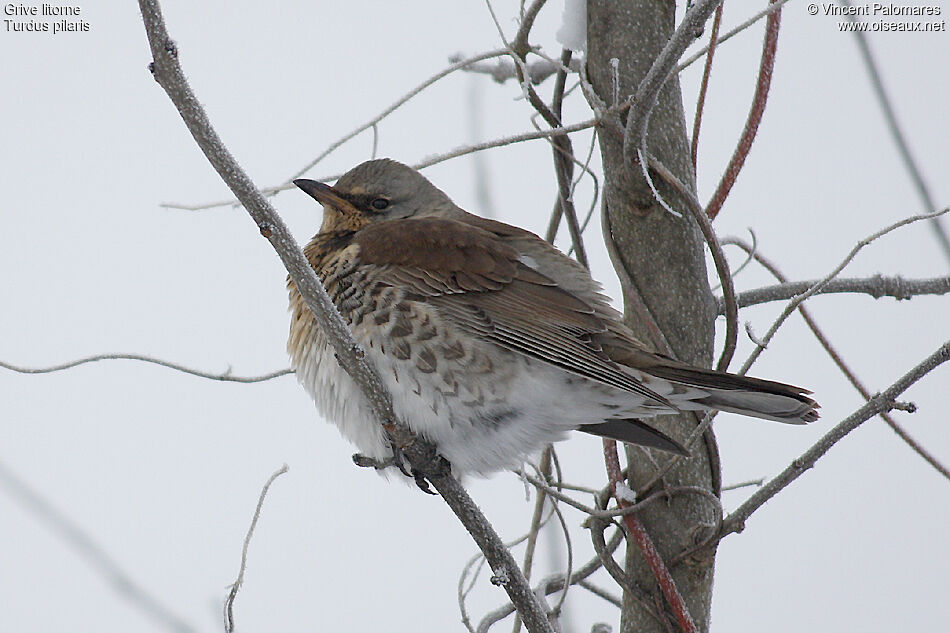 Fieldfare