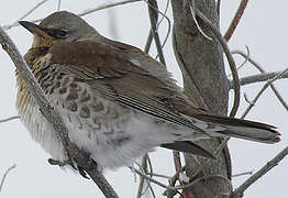 Fieldfare