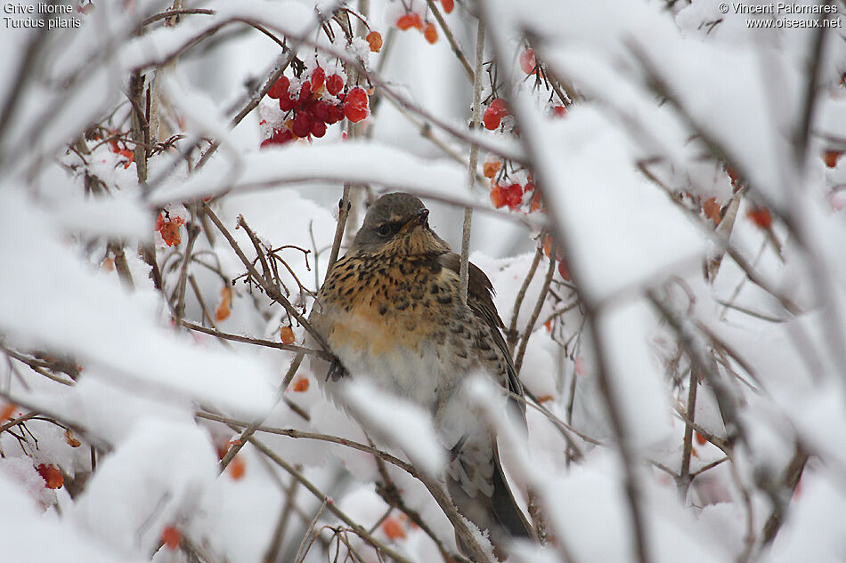 Fieldfare