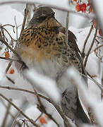 Fieldfare