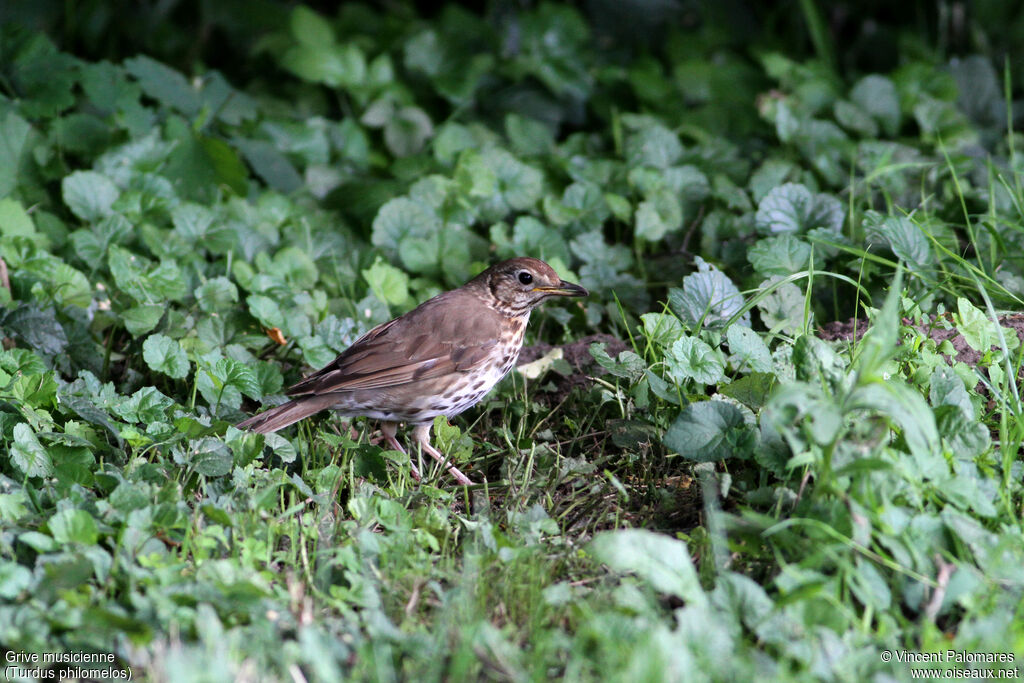 Song Thrush