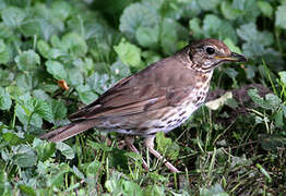 Song Thrush