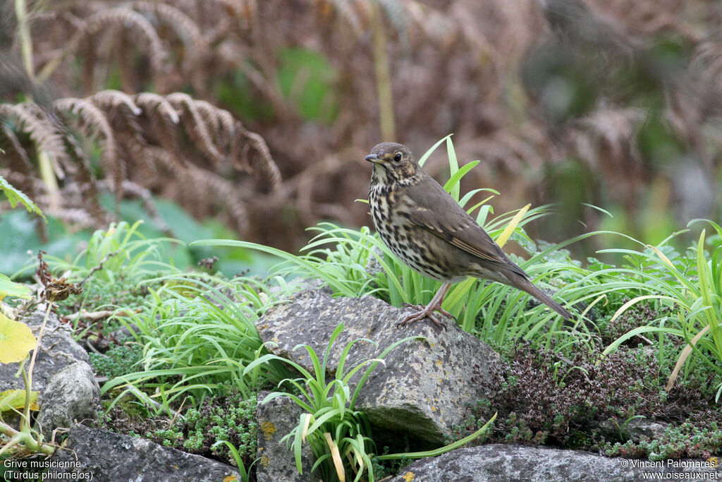 Song Thrush