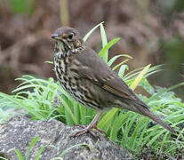 Song Thrush