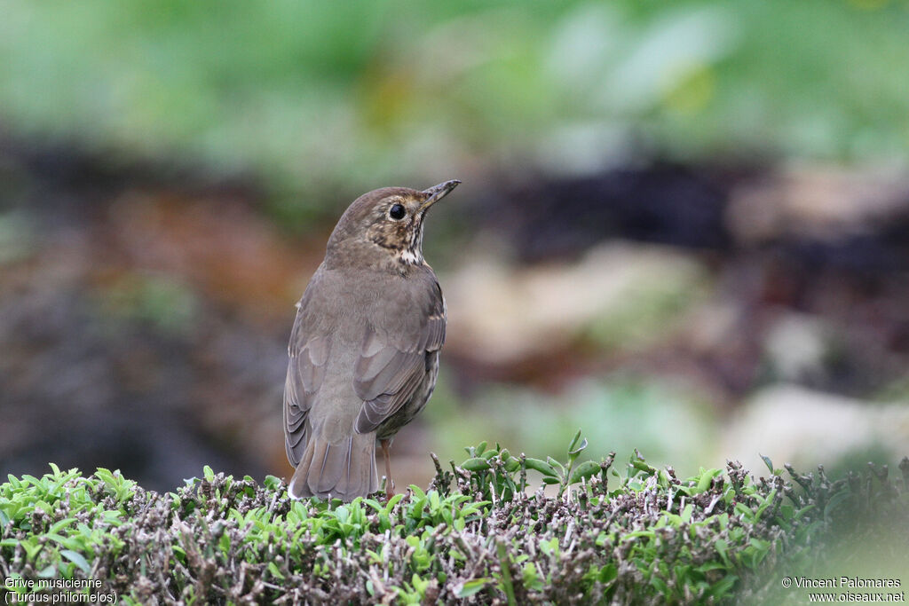 Song Thrush