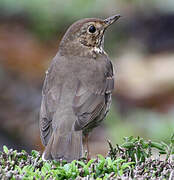 Song Thrush