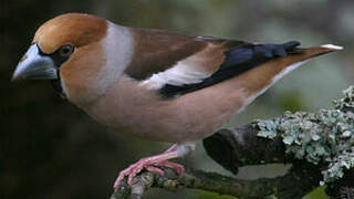 Hawfinch