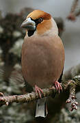 Hawfinch