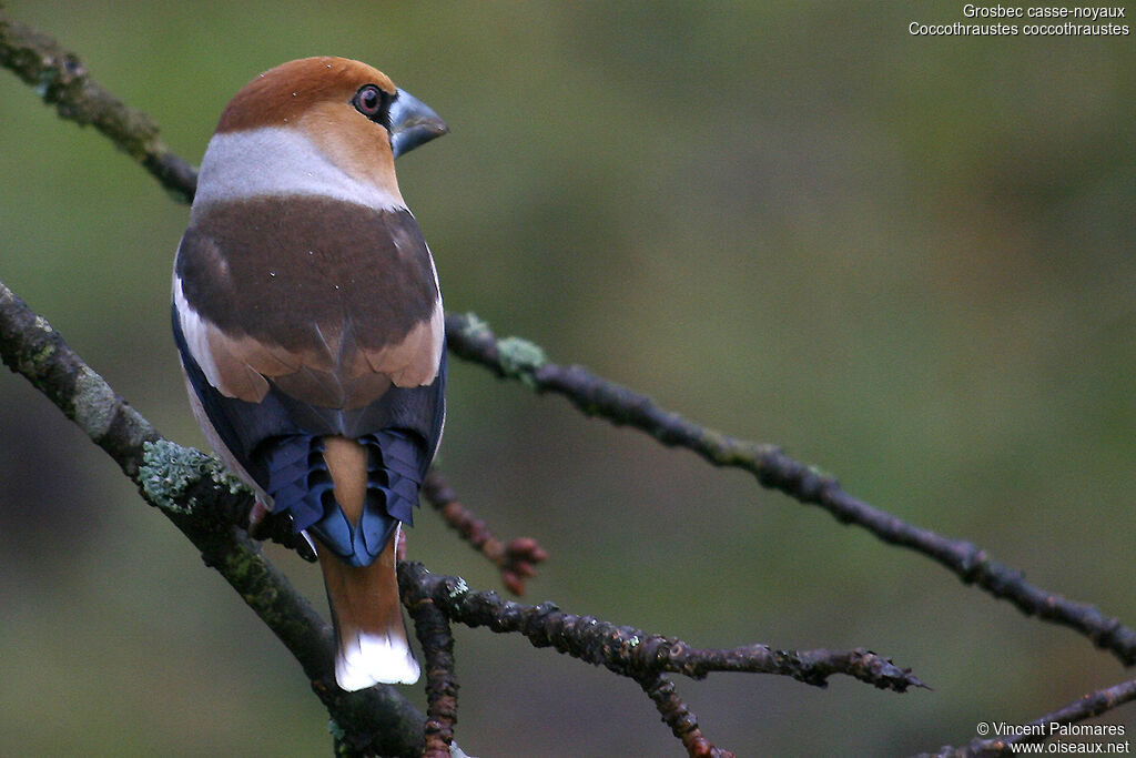 Hawfinch