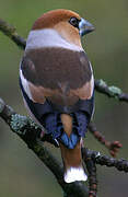 Hawfinch