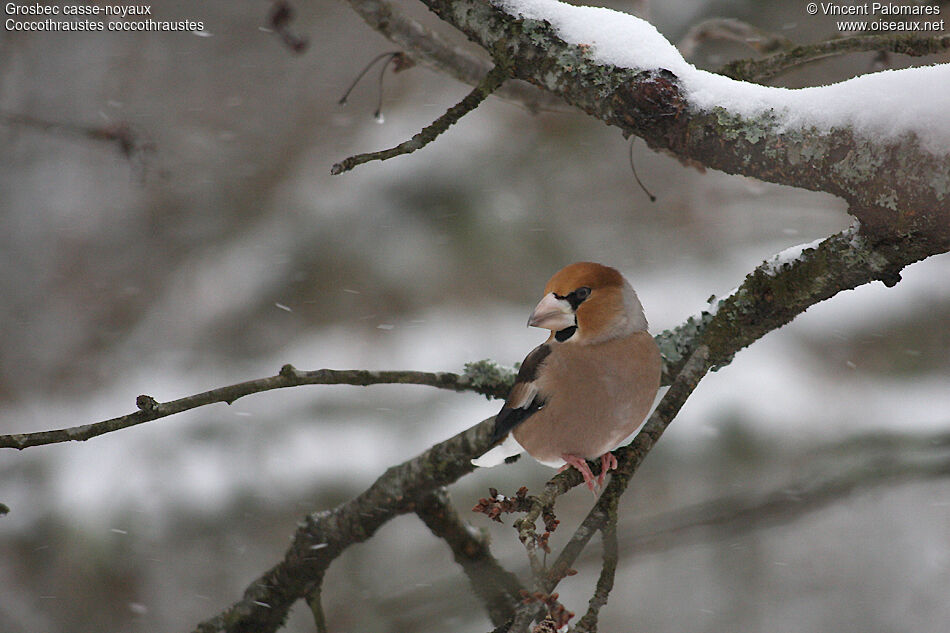 Hawfinch