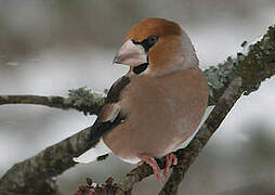 Hawfinch