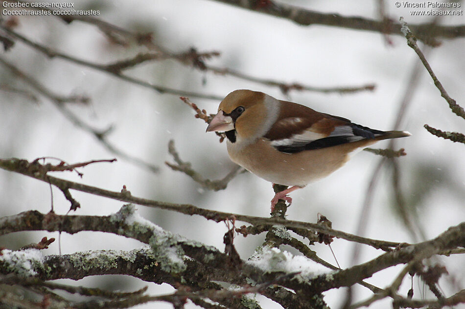 Hawfinch