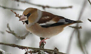 Hawfinch