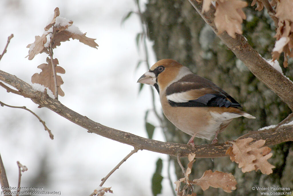 Hawfinch