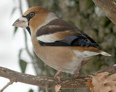 Hawfinch