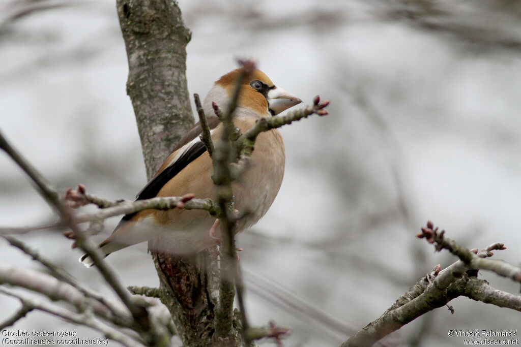 Hawfinch