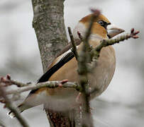 Hawfinch