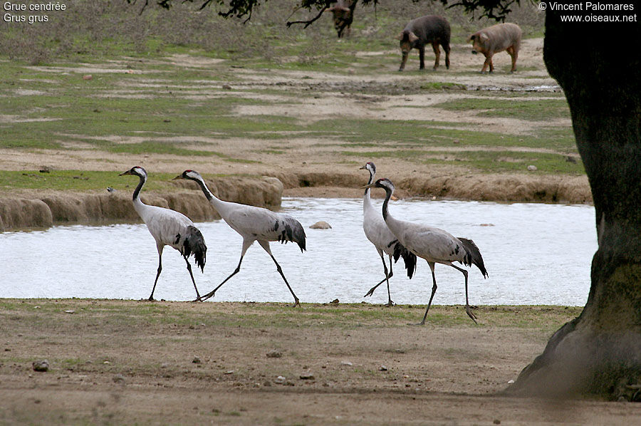 Common Crane