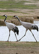 Common Crane