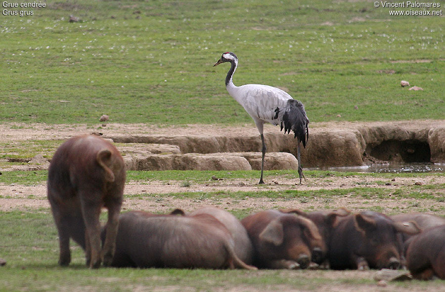 Common Crane