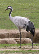 Common Crane