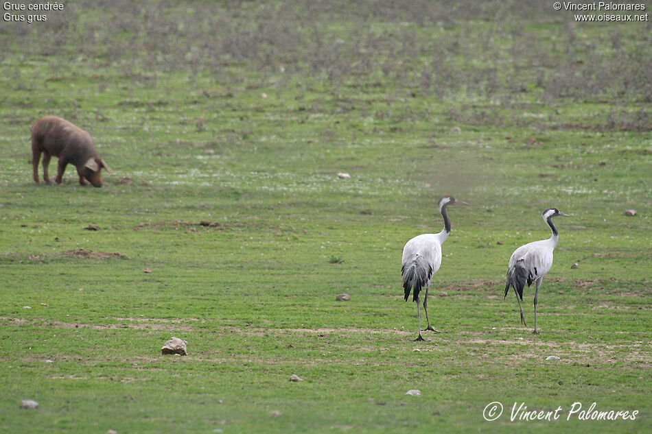 Common Crane