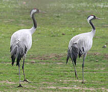 Common Crane