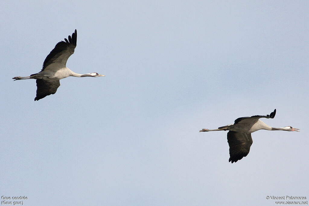 Common Crane
