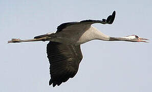 Common Crane