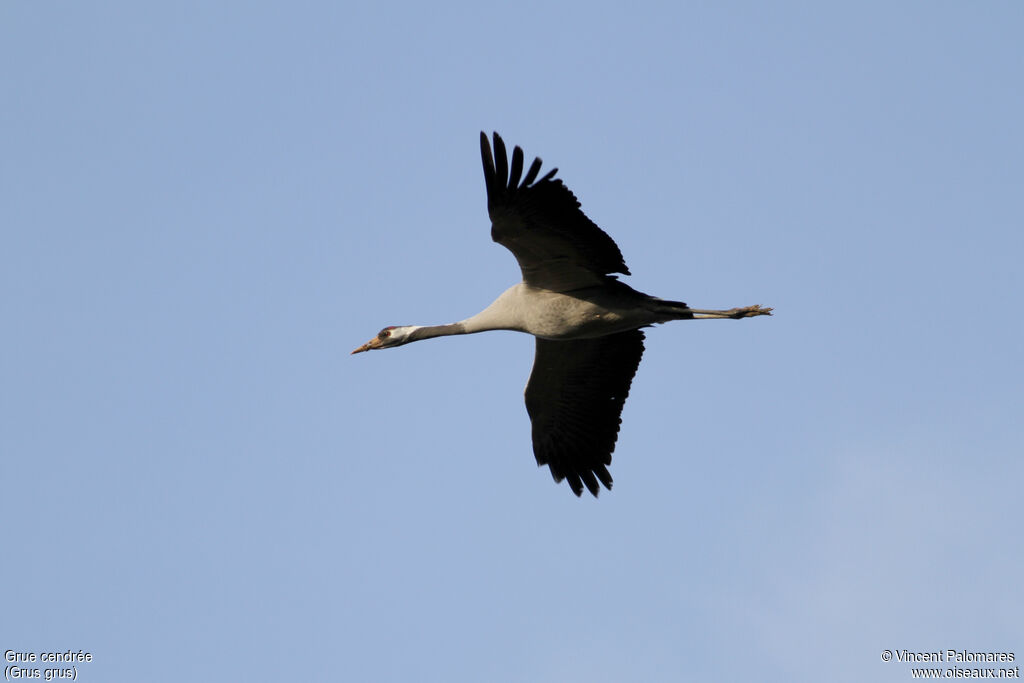 Common Craneadult, Flight