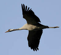 Common Crane