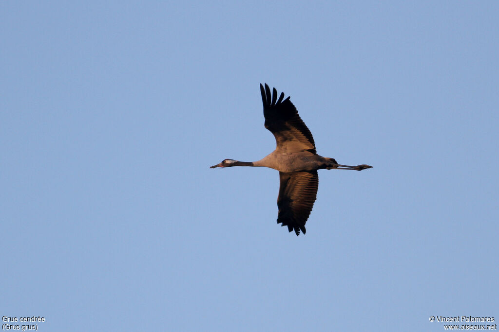 Common Crane