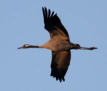 Common Crane