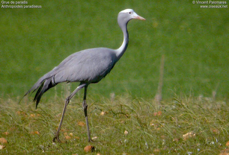 Blue Crane