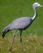 Blue Crane