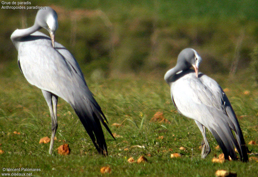 Grue de paradis