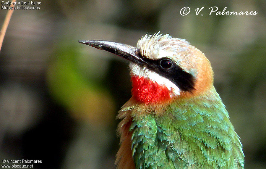 White-fronted Bee-eater