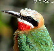 White-fronted Bee-eater