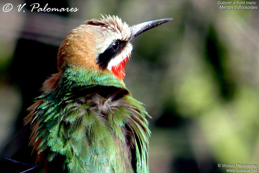 White-fronted Bee-eater