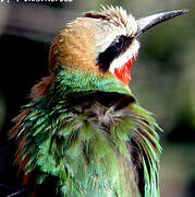 White-fronted Bee-eater